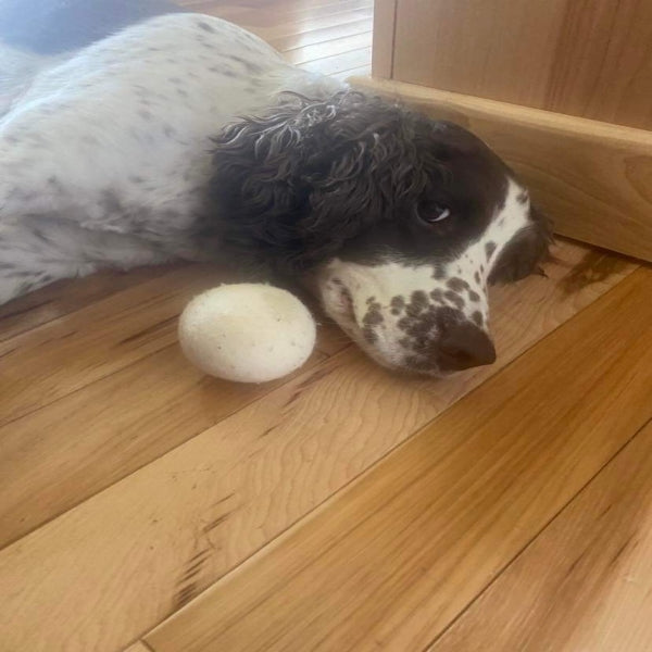 Dryer ball being mistaken for a chew toy?